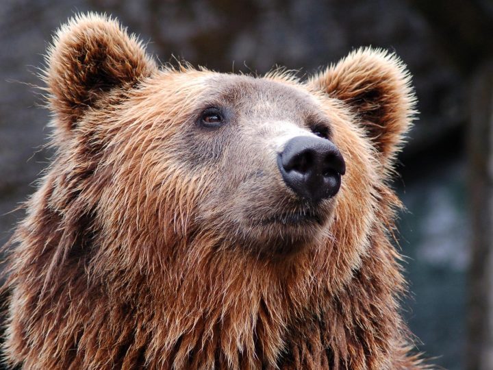 Agresywny niedźwiedź straszył bieszczadzkich turystów