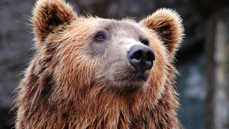 Agresywny niedźwiedź straszył bieszczadzkich turystów